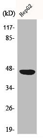 CXADR Antibody