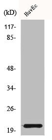 CTF1 Antibody