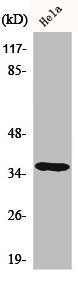 CSNK1A1 Antibody