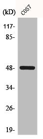 CSNK1G1 Antibody
