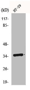 CASP7 Antibody