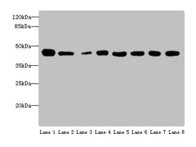 ACTL6A Antibody