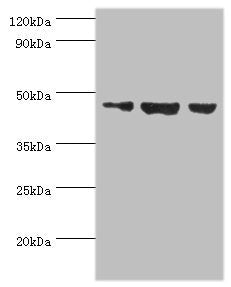 ACTL6B Antibody