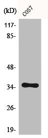 CASP9 Antibody
