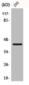 CBX6 Antibody
