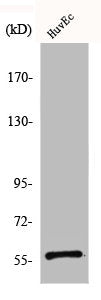 BEND4 Antibody