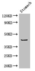 ADRM1 Antibody