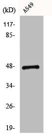 CCKBR Antibody