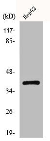 ACKR4 Antibody