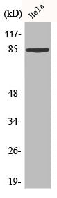SDC1 Antibody