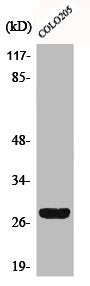 CD160 Antibody