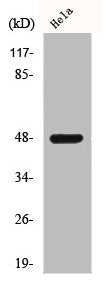 SIRPB1 Antibody