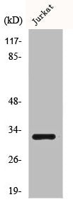 CD300LF Antibody
