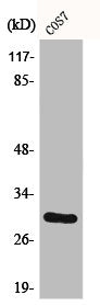 CD40 Antibody