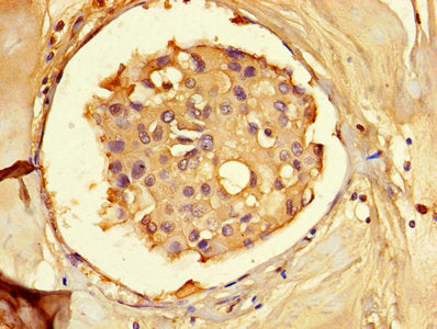AHCY Antibody
