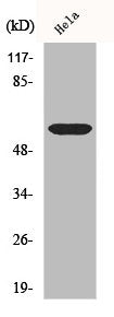 CDC25C Antibody