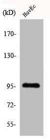 CDC27 Antibody
