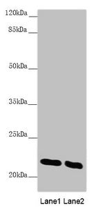 AK1 Antibody