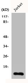 CDC42EP5 Antibody