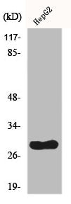 CDCA3 Antibody