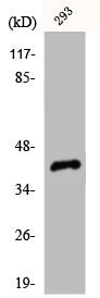 CDK7 Antibody