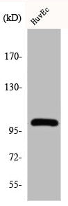 CNTROB Antibody
