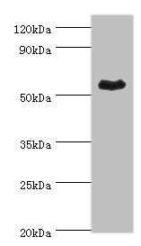 ALDH1A1 Antibody