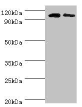 ALDH1L1 Antibody
