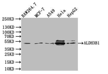 ALDH3B1 Antibody