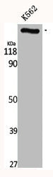 CEP290 Antibody