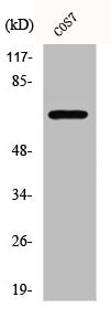 CEP70 Antibody