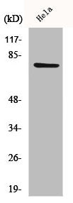 CEP78 Antibody