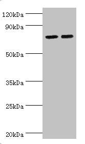 ALOX15B Antibody
