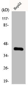 CHKB Antibody