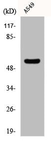 CHST2 Antibody