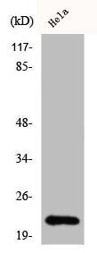 CLDN1 Antibody