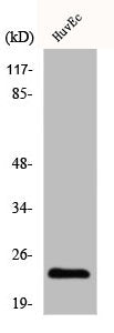 CLDN3 Antibody