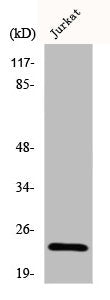 CLDN6 Antibody