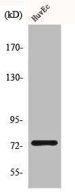 CLCNKA Antibody