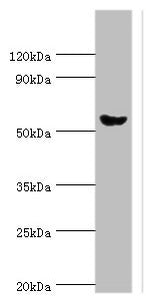 AMY2A Antibody