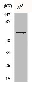 CLIP3 Antibody