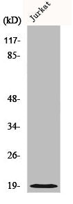 CFL1 Antibody
