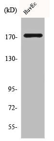 COL11A2 Antibody