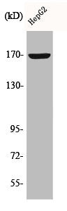 COL4A6 Antibody
