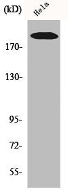 COL5A1 Antibody