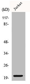 COPZ1 Antibody