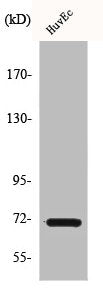 PTGS1 Antibody