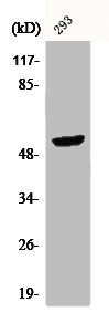 CPA5 Antibody