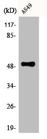 CPM Antibody