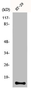 CRABP2 Antibody